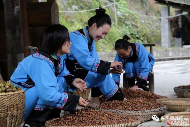 湖北有机山茶油