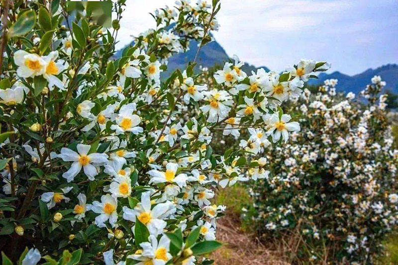 湖北山茶油厂家